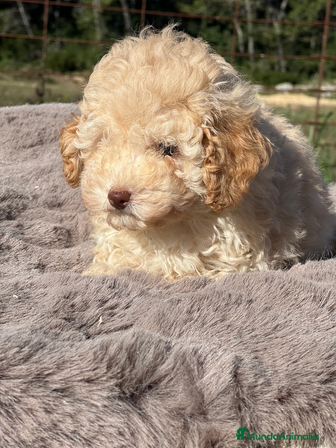 Maltipoo perros en venta: Maltipoo f2  - Imagen 1
