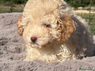 Maltipoo perros - Anuncio 15