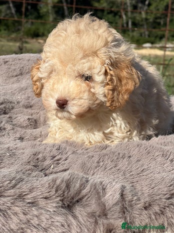 Maltipoo perros - Anuncio 6