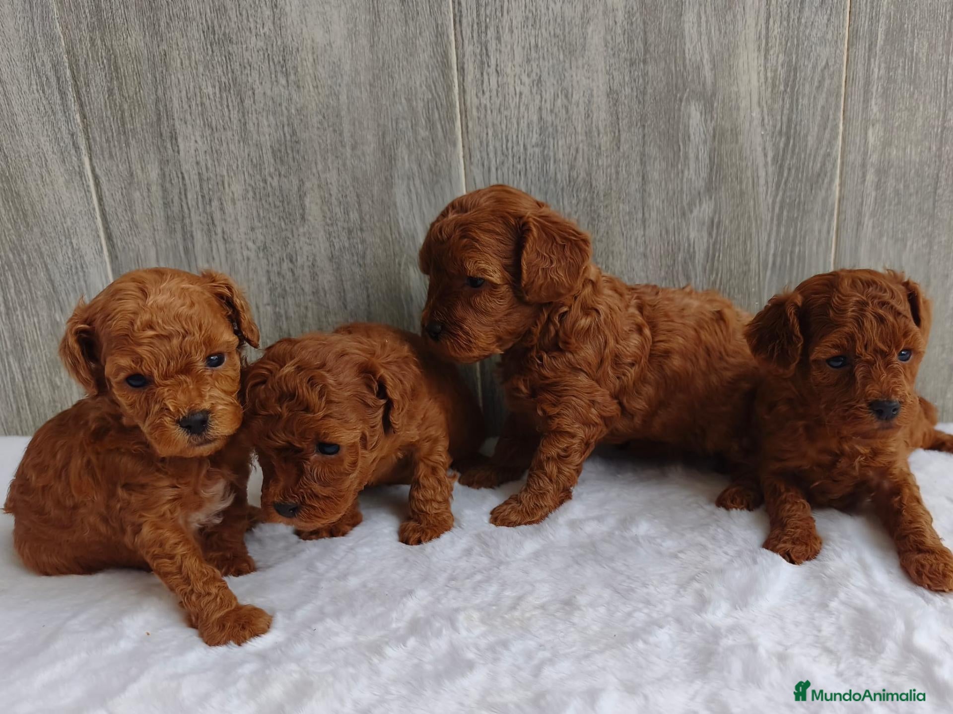 Caniche Toy perros en venta: CANICHE TOY - Anuncio 1