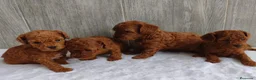 Caniche Toy perros en venta: CANICHE TOY - Anuncio 1