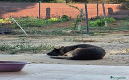 Raza Mixta perros en venta: Camada  - Imagen 1