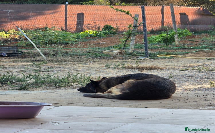 Raza Mixta perros - Anuncio 3