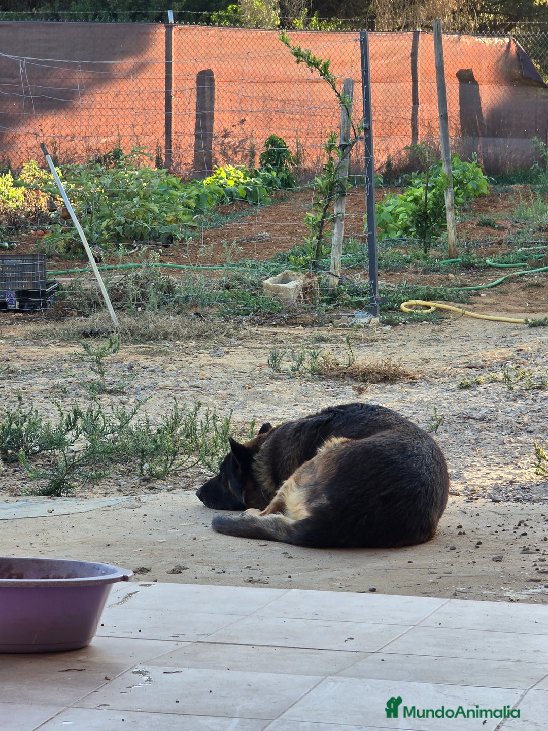 Raza Mixta perros en venta: Camada  - Imagen 1