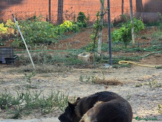 Raza Mixta perros - Anuncio 3