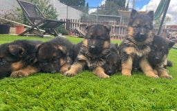 Pastor Alemán perros en venta: Cachorros de primera con toda la documentación  - Imagen 3
