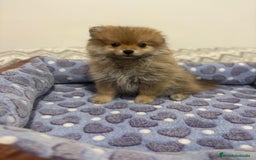 Pomerania perros en venta: Poo pomerania osito - Imagen 7