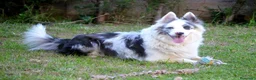 Border Collie perros en venta: camada de border collie  - Anuncio 18
