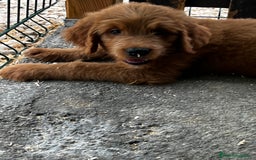 Goldendoodle perros en venta: Goldendoodle  - Imagen 3