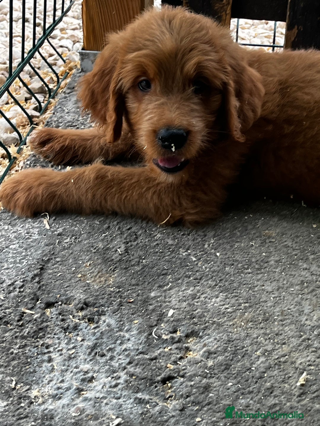 Goldendoodle perros en venta: Goldendoodle  - Imagen 3