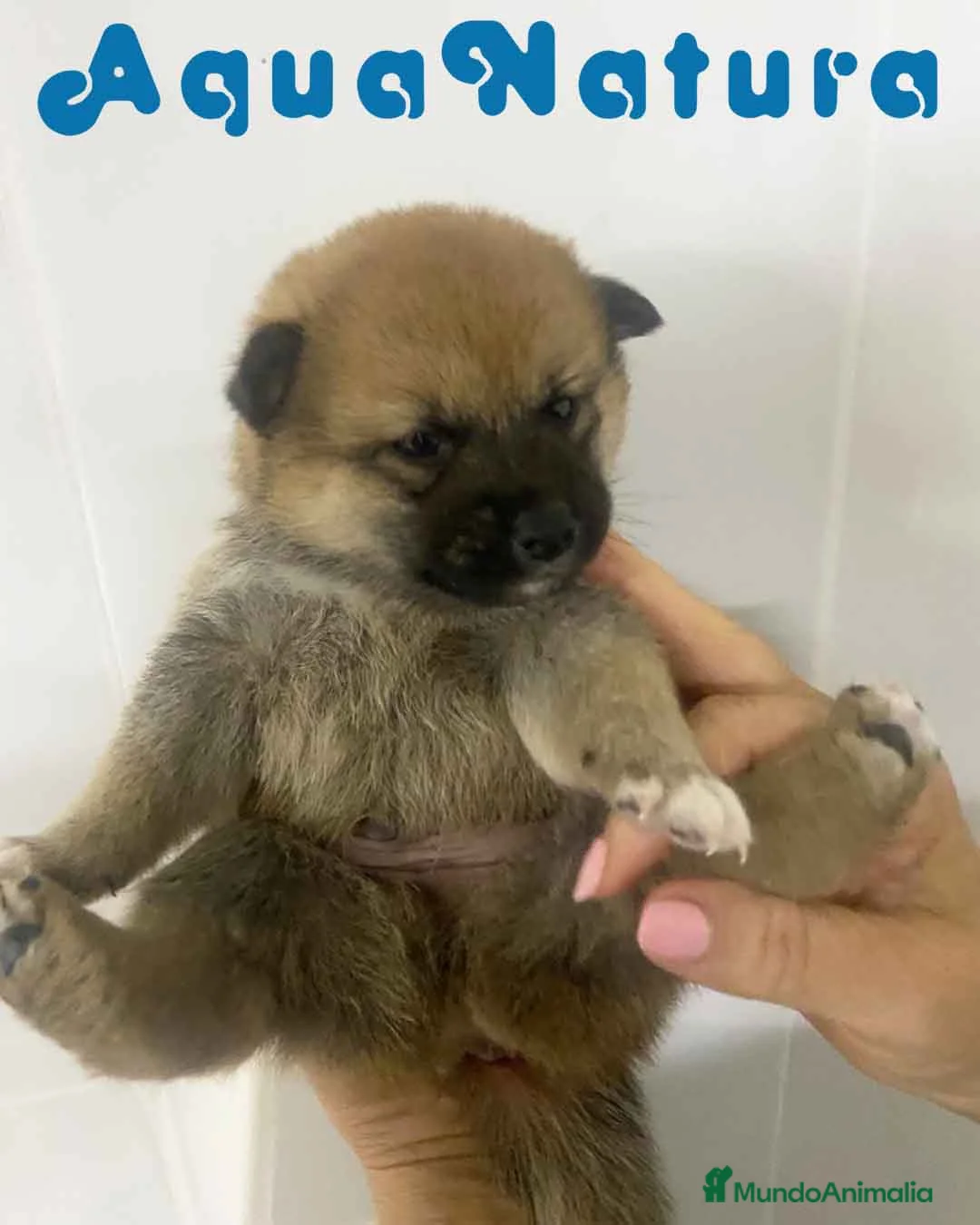 Shiba Inu perros en venta: Shiba Inu Macho 2 de Marsi y Simbad AQUANATURA - Anuncio 1