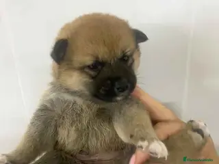 Shiba Inu perros Shiba Inu Macho 2 de Marsi y Simbad AQUANATURA - Anuncio 3