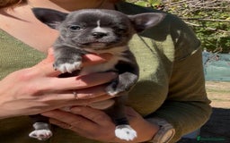 Chihuahua perros en venta: Chihuahua blue color exótico  - Imagen 5