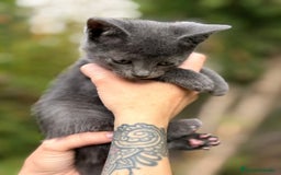 Azul Ruso gatos en venta: Azul ruso - Anuncio 3