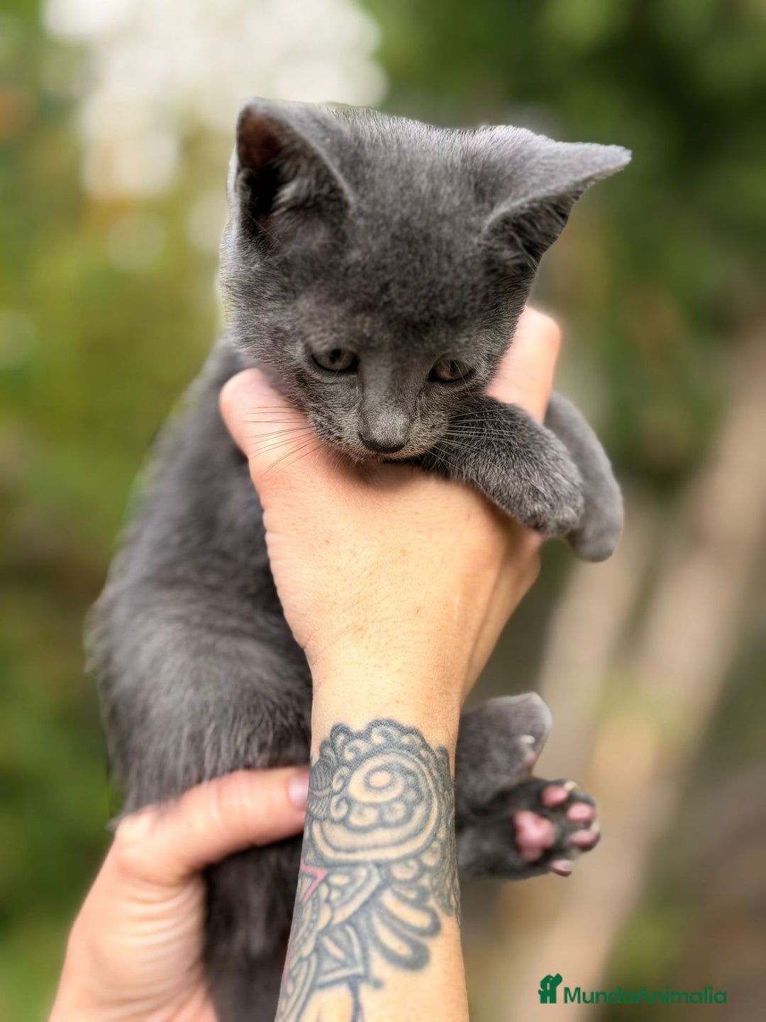 Azul Ruso gatos en venta: Azul ruso - Anuncio 3