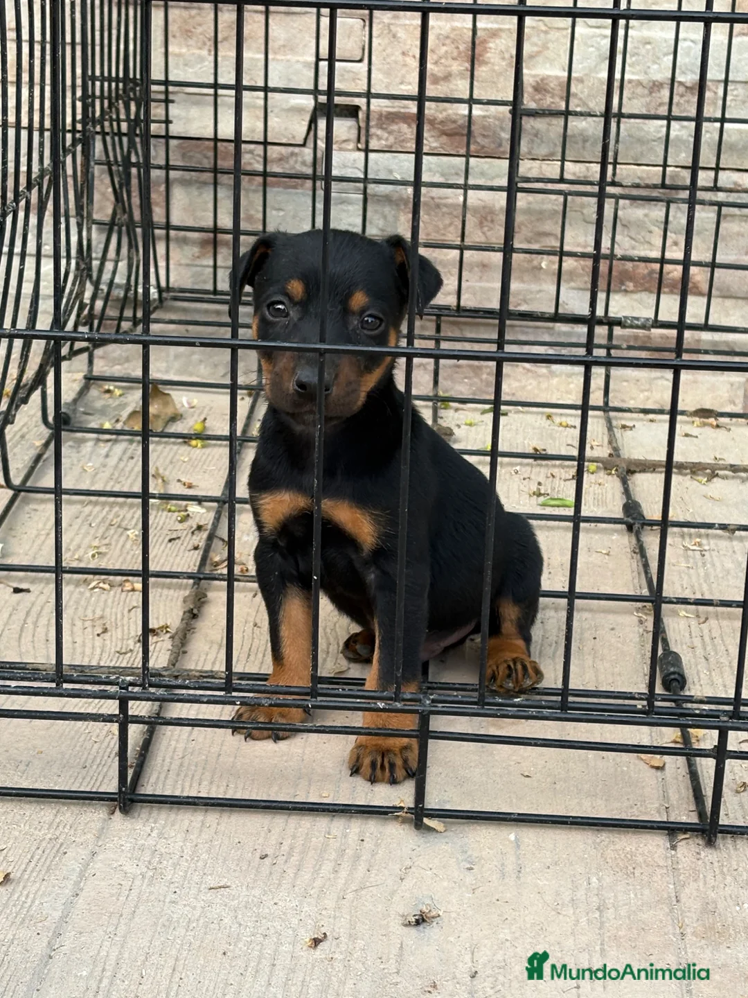 Terrier Alemán de Caza perros en venta: Cachorros Jagd terrier  - Anuncio 7