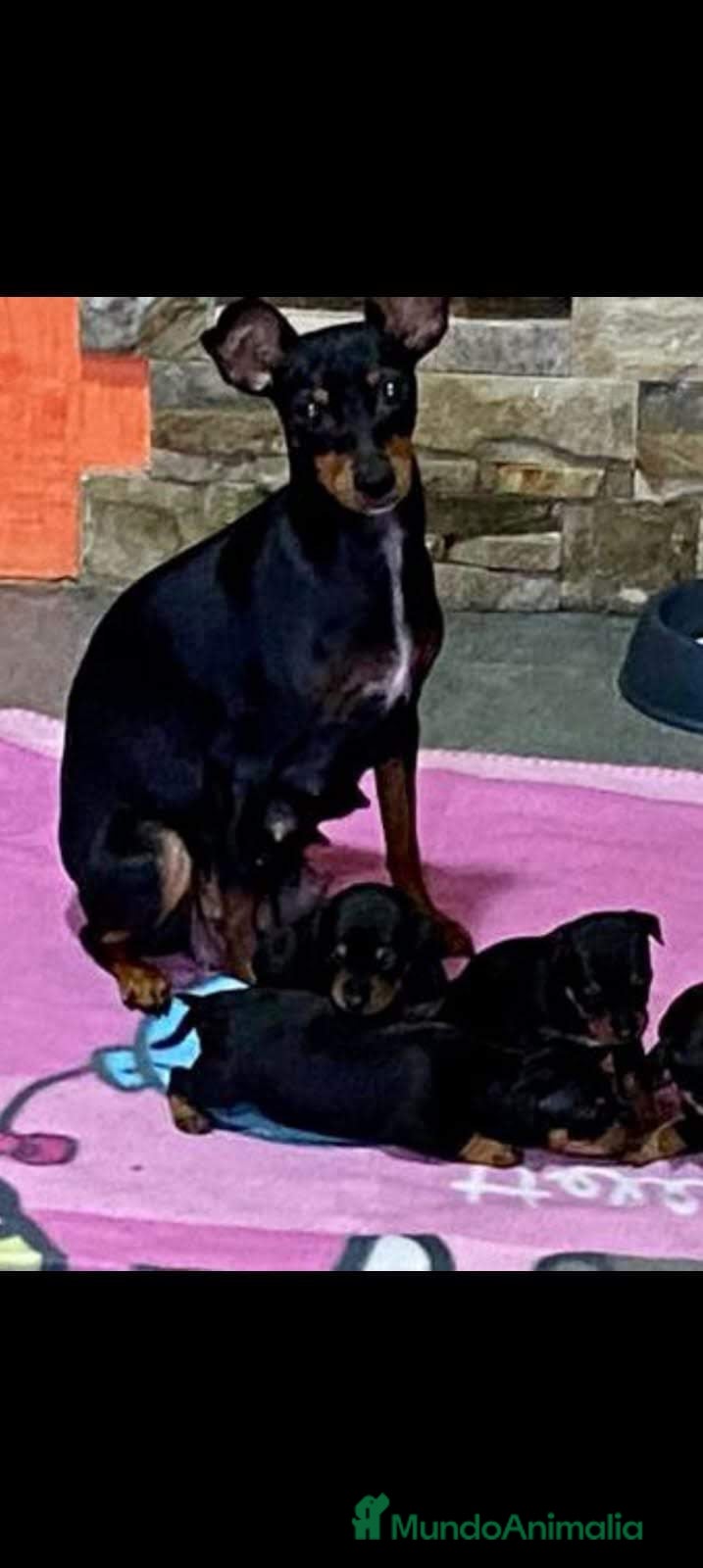 Pinscher Miniatura perros Mini pinscher - Anuncio 19