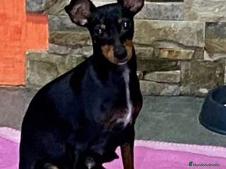 Pinscher Miniatura perros - Anuncio 3