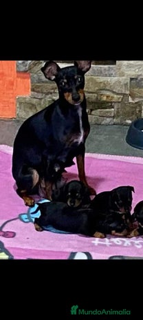 Pinscher Miniatura perros - Anuncio 3