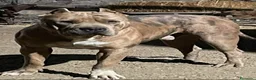 American Pit Bull Terrier perros en venta: American pit bull terrier exclusivos  - Anuncio 3