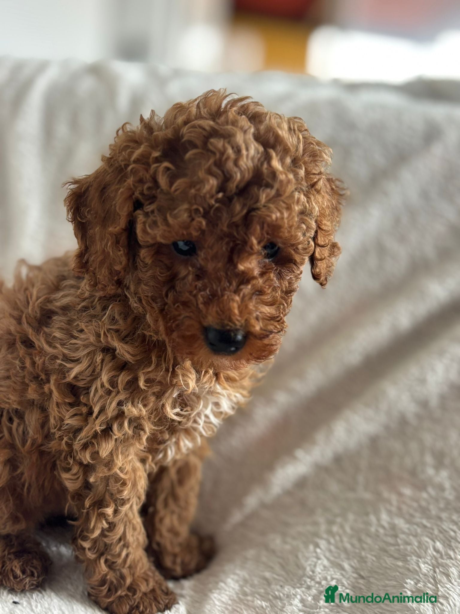 Maltipoo perros Maltipoo toy  - Anuncio 1