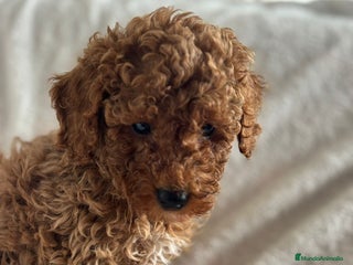 Maltipoo perros Maltipoo toy - Anuncio 1