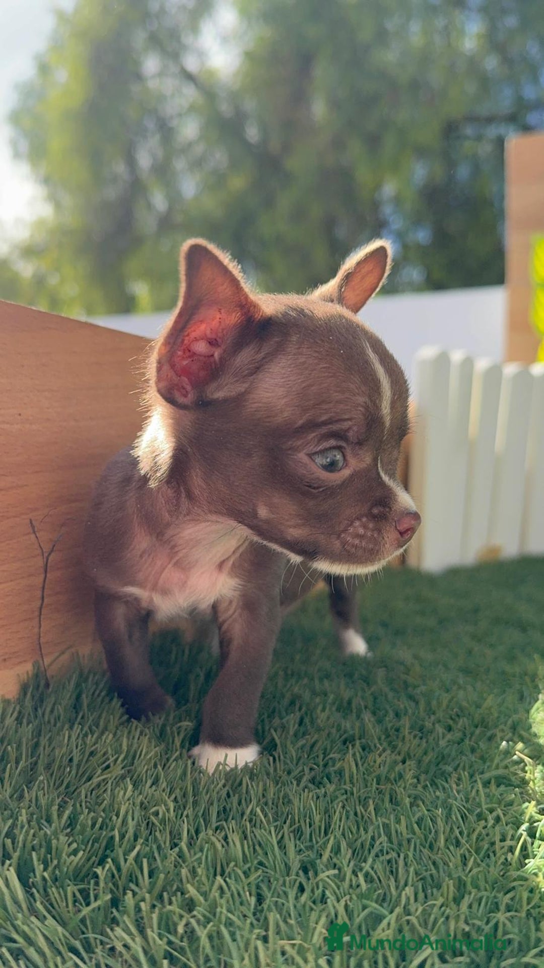 Chihuahua perros en venta: CHIHUAHUA MACHO - Imagen 8