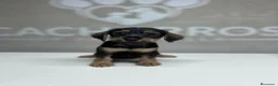 Raza Mixta perros en venta: Cachorritos  - Anuncio 3
