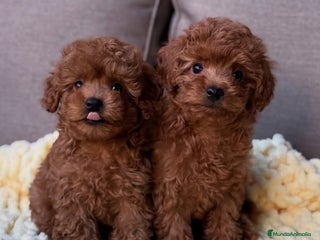 Caniche Toy perros - Anuncio 1