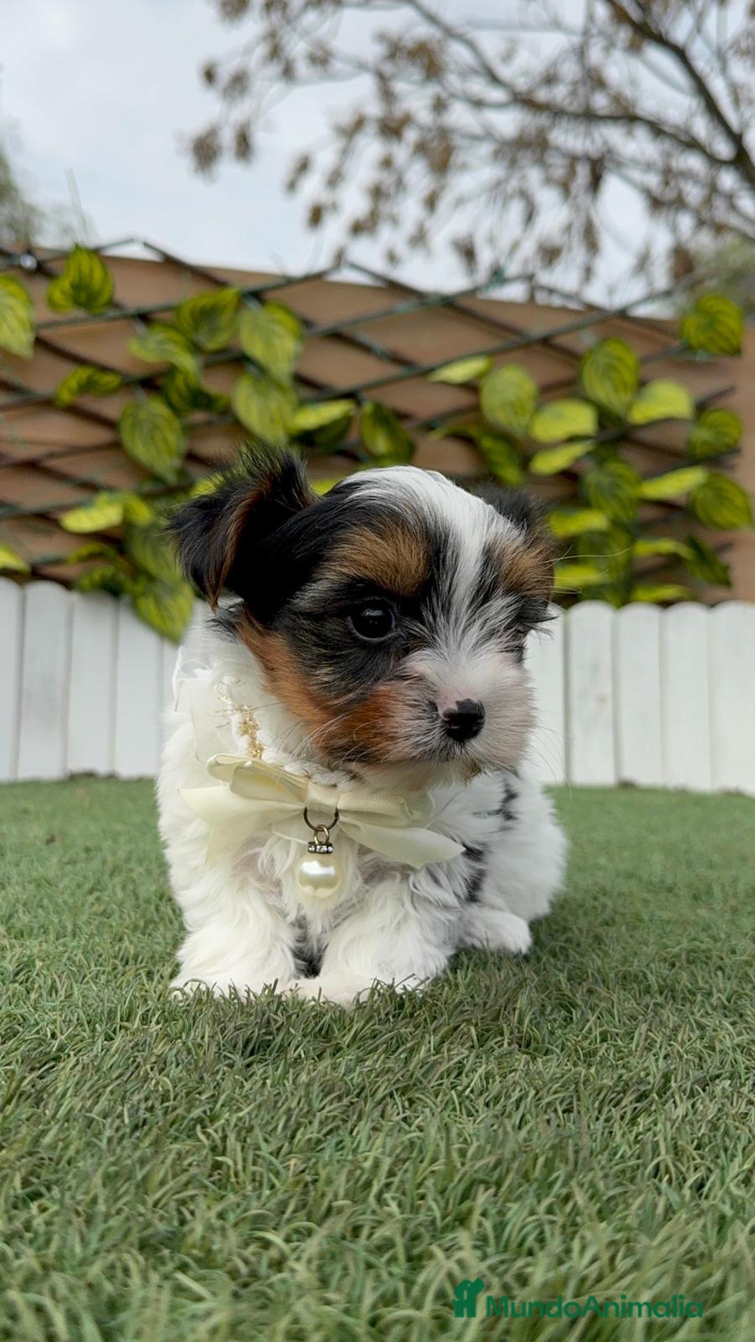 Yorkshire Terrier perros en venta: YORKSHIRE BIEWER - Anuncio 21