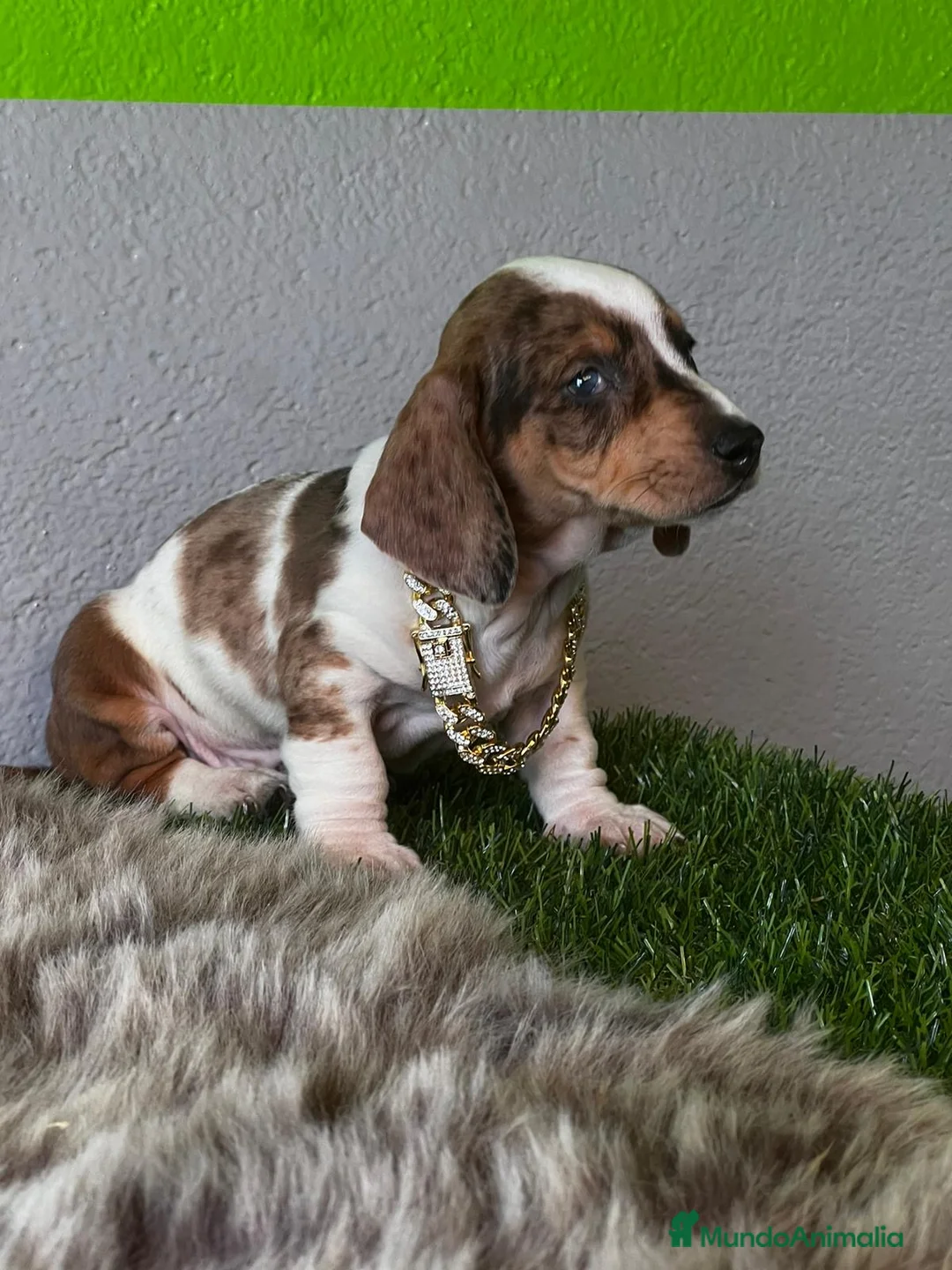 Teckel perros en venta: TECKEL MINIATURA //// en Badajoz - Anuncio 3