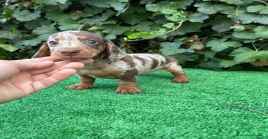 Teckel Miniatura perros - Anuncio 4