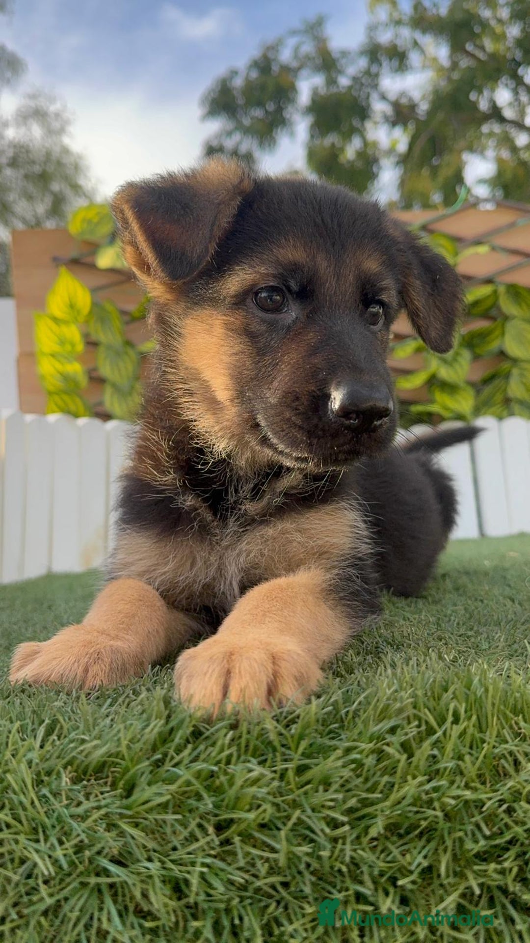 Pastor Alemán perros en venta: PASTOR ALEMAN HEMBRA - Imagen 1