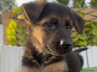 Pastor Alemán perros - Anuncio 2