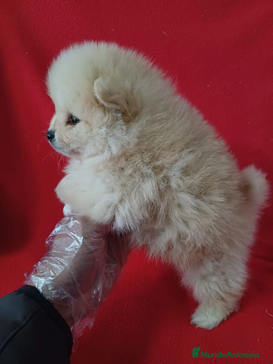 Pomerania perros en venta: Pomerania Mini  - Anuncio 2
