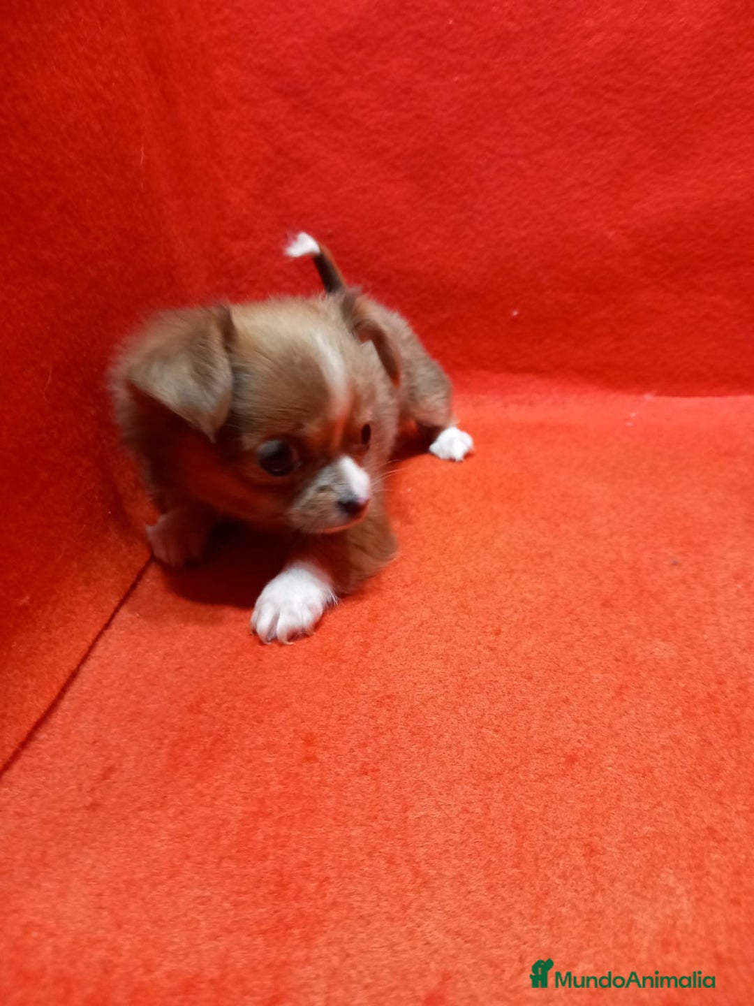 Chihuahua perros en venta: Chihuahua Toy hembra pelo largo  - Anuncio 3