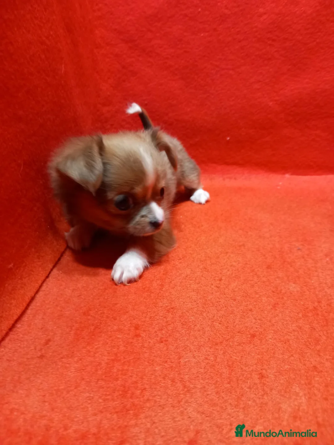Chihuahua perros en venta: Chihuahua Toy hembra pelo largo  - Anuncio 3