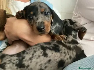 Teckel Miniatura perros Excelente Teckel negro fuego y arlequín plata - Anuncio 4