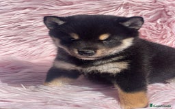 Shiba Inu perros en venta: Shiba inu negra fuego  - Imagen 4