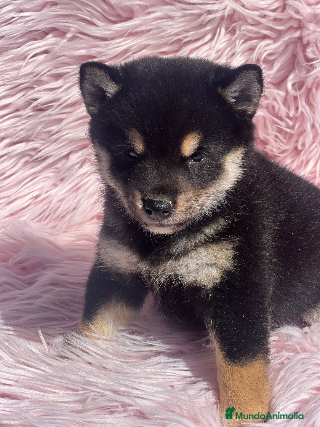 Shiba Inu perros en venta: Shiba inu negra fuego  - Imagen 4