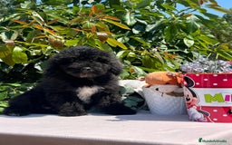 Perro de Agua Español perros en venta: Cachorritos perro de aguas español  - Imagen 2