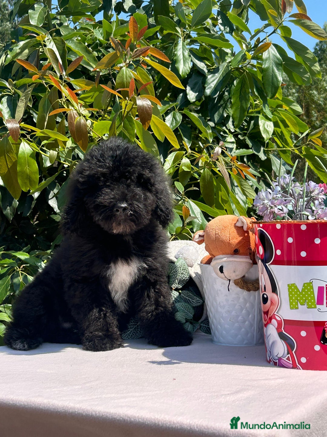 Perro de Agua Español perros en venta: Cachorritos perro de aguas español  - Imagen 2
