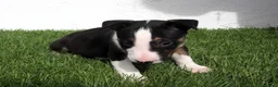 Bull Terrier perros en venta: Bull Terrier  - Anuncio 25