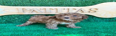 Caniche Toy 2