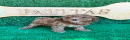 Caniche Toy perros en venta: Caniche toy - Anuncio 3