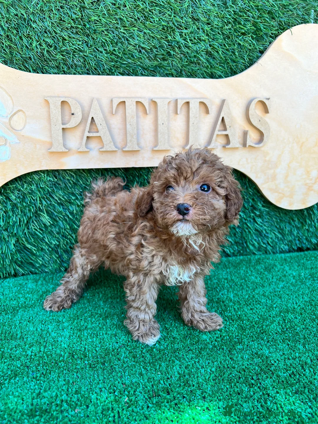 Caniche Toy perros en venta: Caniche toy - Anuncio 3