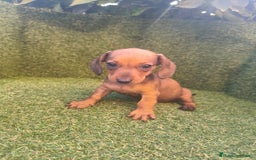 Teckel perros en venta: camada teckel canichen rojas  - Imagen 7