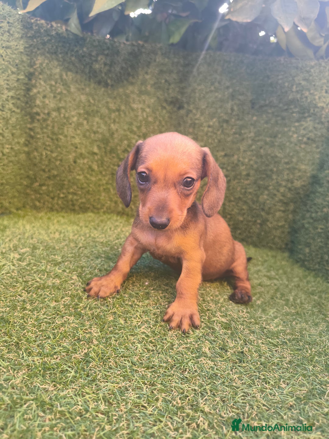 Teckel perros en venta: camada teckel canichen rojas  - Imagen 7
