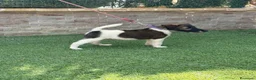 Fox Terrier de Pelo Liso perros en venta: Cachorra fox pelo liso - Anuncio 4