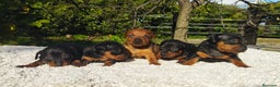 Pinscher Miniatura perros en venta: Mini pinscher varios colores  - Anuncio 3